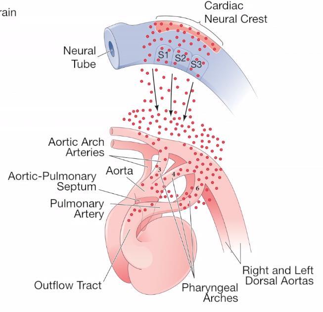 Crista neural cardíaca Localiza-se entre a crista neural craniana e a crista neural do tronco.