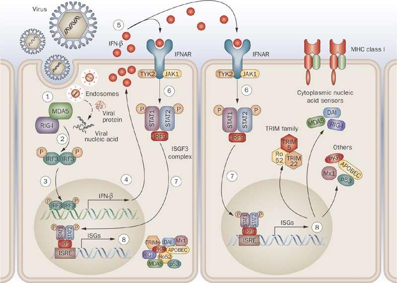 Mecanismo antiviral do interferon Deacetilação das histonas e repressão