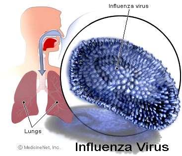 Porta de Entrada / Mucosa Trato respiratório: Mecanismos de proteção: muco, movimentos ciliares, IgA.