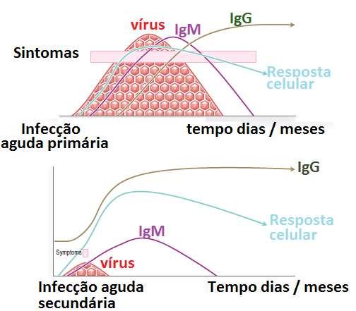 Tipos de infecção O vírus pode ser eliminado do organismo com a