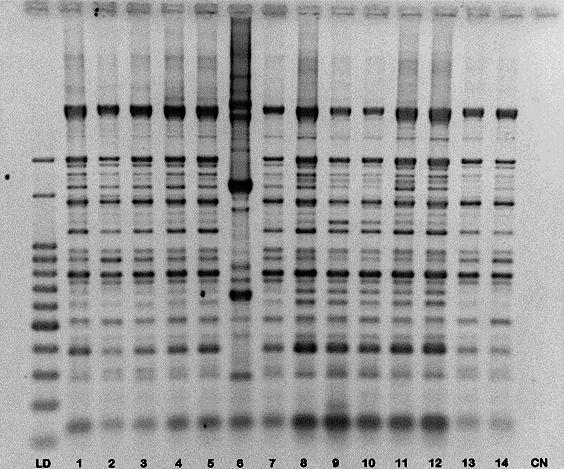 104 da técnica de Rep-PCR. Para os isolados de S. marcescens, foram visualizados entre 18 e 27 bandas. As análises de similaridade para os isolados de E. cloacae e E.