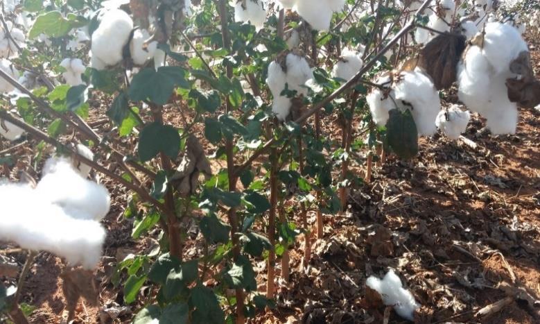 liberar uma substância açucarada sobre a pluma prejudicando sua qualidade devido a sua pegajosidade, bem como favorecer a proliferação de da fumagina que ocasiona escurecimento da pluma (Foto 3).