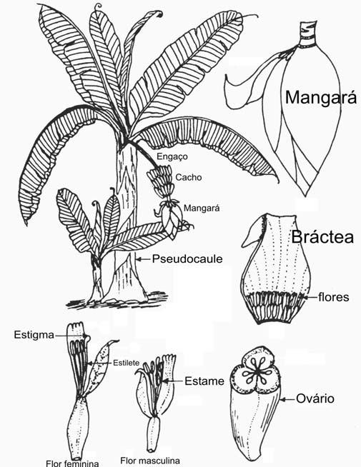 Figura1. Representação esquemática das principais características botânicas da bananeira (Musa sp.). Os frutos de banana mostram duas vias de desenvolvimento: partenocárpico ou seminífero.