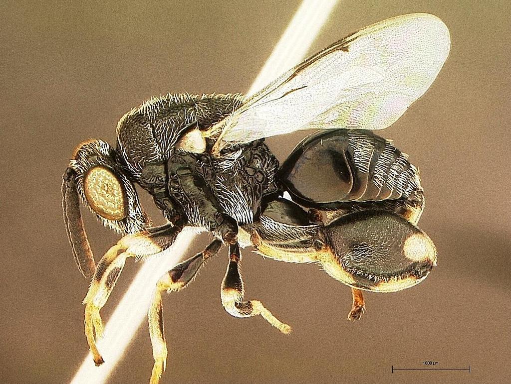 Foto: Marcelo Teixeira Tavares No Brasil, espécies de parasitoides do gênero Trichogramma (Hymenoptera: Trichogrammatidae) já foram registradas parasitando ovos de E.