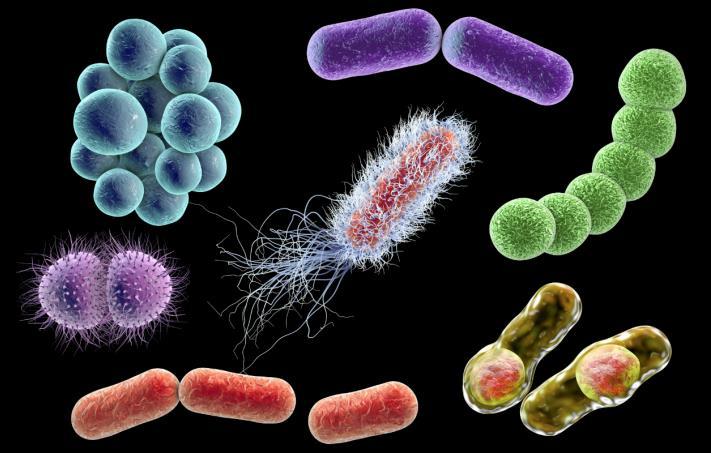 Reino Monera Representantes: eubactérias e arqueobactérias.