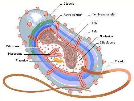 Célula bacteriana Cápsula: proteção contra fagocitose; Parede celular: proteção e sustentação; Plasmídeos: DNA circular extracromossômico; Mesossomo: respiração celular