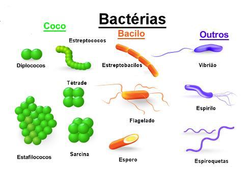 Morfologia