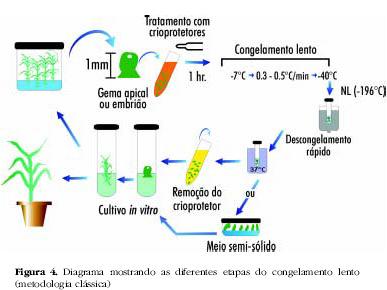 in vitro - criopreservação:conservação do material em ultra baixas temperaturas (-196 C ), em nitrogênio líquido.