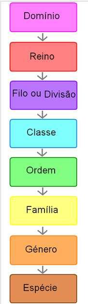 Definições (cont.) Árvore: adequada para representar estruturas hierárquicas não lineares, como Taxonomias (espécies vivas) ou classificação biológica.