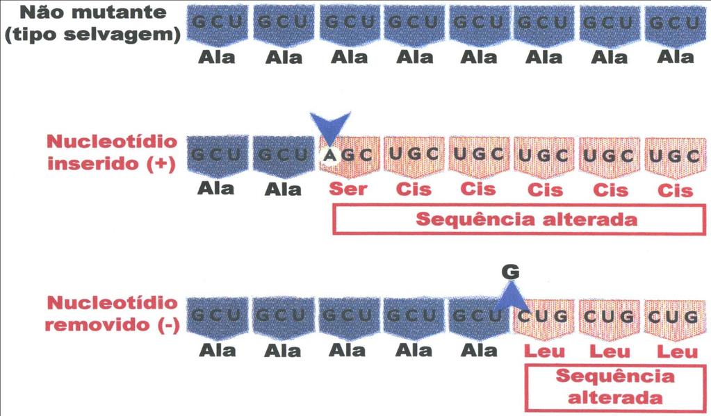 As adições e deleções de um único par de bases no DNA causarão uma mudança no quadro aberto de leitura do gene a partir desse ponto.