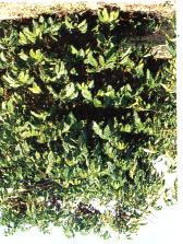 Pode-se observar o expressivo revigoramento vegetativo proporcionado por uma tecnologia de baixo custo e de grande resposta. Figura 7- A esquerda, planta com 10 anos submetida à poda.