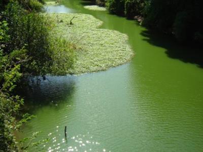 Eutrofização Proliferação de algas e