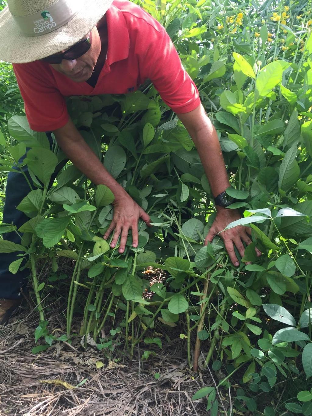 Alta Floresta 2 mês Baixo Potencial