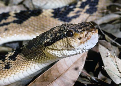 13) uma serpente arborícola, com cauda preênsil, coloração verde azulada, de hábitos noturnos, sendo bastante rara na Reserva. A subespécie nominal ocorre na Mata Atlântica do Brasil, enquanto que B.