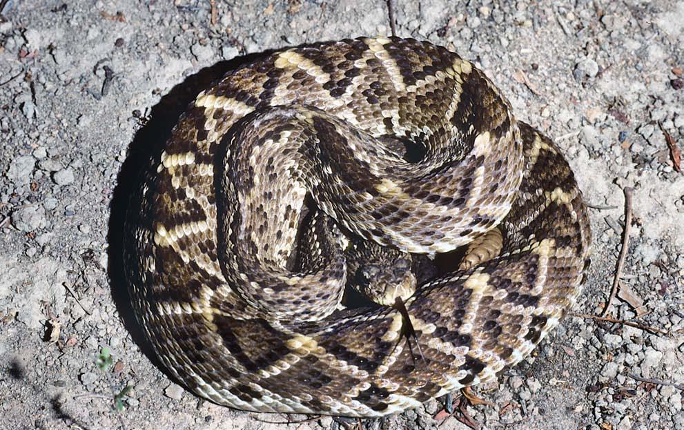 Gênero Crotalus (cascavel, boicininga, maracambóia) As serpentes deste gênero são terrestres, robustas e pouco ágeis.