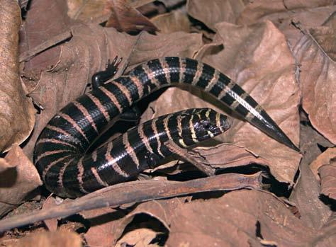 Répteis (Testudines, Squamata, Crocodylia) da Reserva biológica de pedra talhada 6.9 6.9.19. *Diploglossus lessonae (calango-cobra). 6.9.21. *Micrablepharus maximiliani (calango-do-rabo-azul).