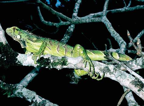 É um animal típico de formações abertas, e é encontrado na Reserva em áreas de borda de mata; Stenolepis ridleyi uma das espécies mais abundantes dessa família de lagartos, dentro da Reserva,