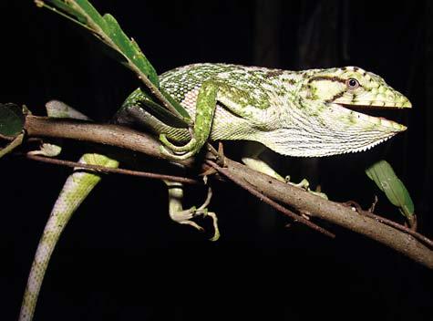 Apresenta dimorfismo sexual, ou seja, os machos apresentam coloração esverdeada (6.9.23), enquanto que a fêmea possui coloração cinza ou marrom. 6.9.24. Phyllopezus lutzae (briba). 370 6.9.23. Enyalius catenatus (papa-vento).