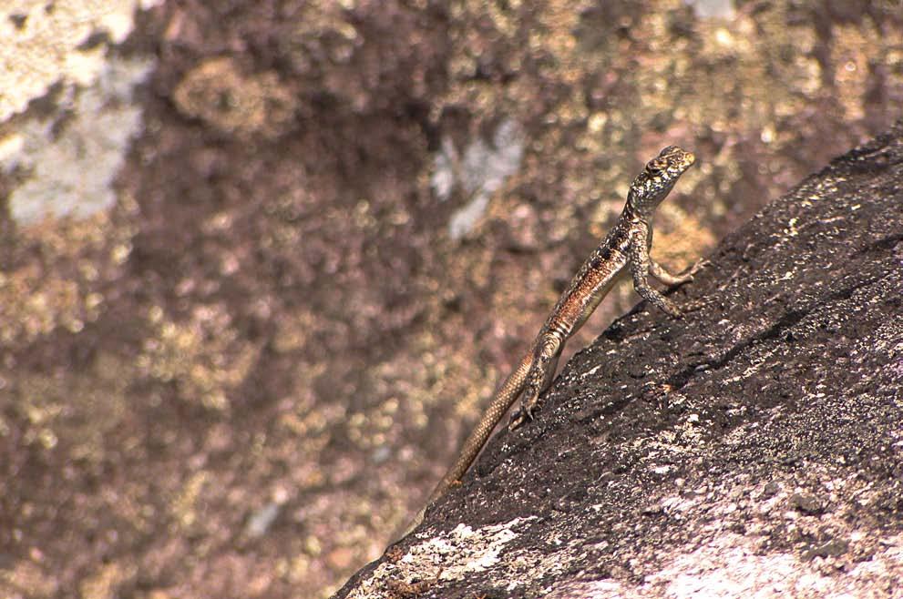 para esse habitat particular. Possui uma listra amarela ou branca na linha média dorsal, desde a ponta do focinho ate a base da cauda. Já T.