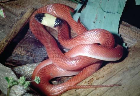 Répteis (Testudines, Squamata, Crocodylia) da Reserva biológica de pedra talhada 6.9 também chamada de bicuda, é uma serpente com coloração bege a cinza claro, com a região gular amarelada.