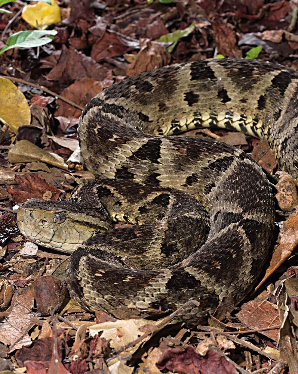 Répteis (Testudines, Squamata, Crocodylia) da Reserva