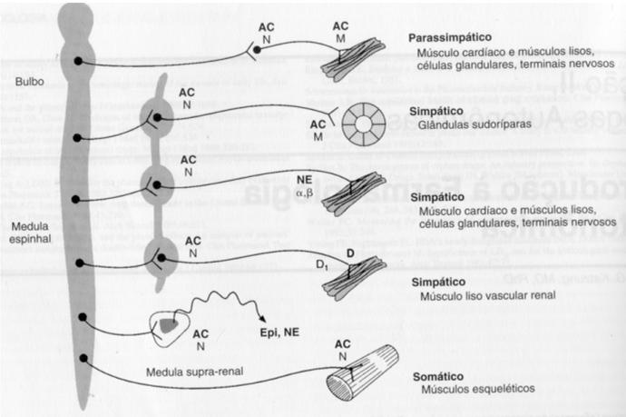 digstão"