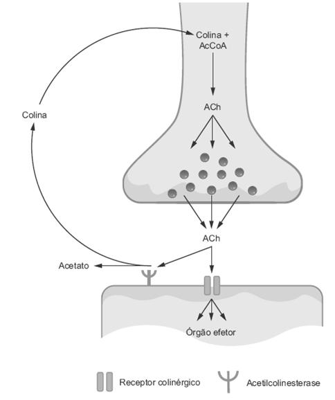 CoA CAT colina Colina Colina E Colina + acetato Ações da acetilcolina Ações da