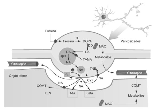 Excitação neuronal Contração musculatura esquelética Síntese das catecolaminas L-tirosina L-tirosina
