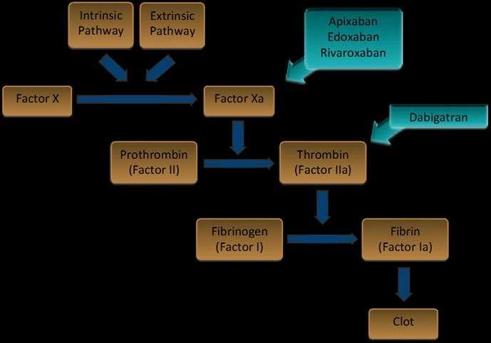 Figura 1: Esquema simplificado da cascata de coagulação com atuação dos NACOs JUSTIFICATIVA O trabalho tem como objetivo a busca do conhecimento atualizado na literatura sobre o uso clínico dos novos