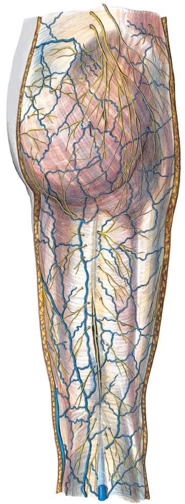 Vasos sanguíneos superficiais e nervos da região glútea e da coxa Nervos clúnios superiores (L1-L3) Ramo cutâneo lateral (nervo ilio-hipogástrico) Nervos clúnios médios (S1-S3) Sulco glúteo Nervos
