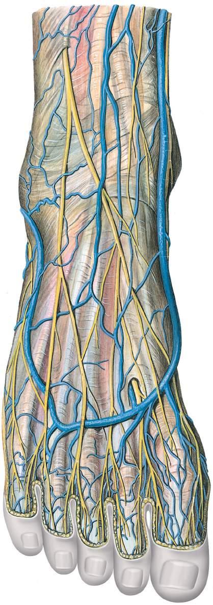 Vasos sanguíneos superficiais e nervos do dorso do pé Nervo safeno Nervo cutâneo crural medial (nervo safeno) Nervo fibular superficial Retináculo inferior dos músculos extensores Maléolo medial