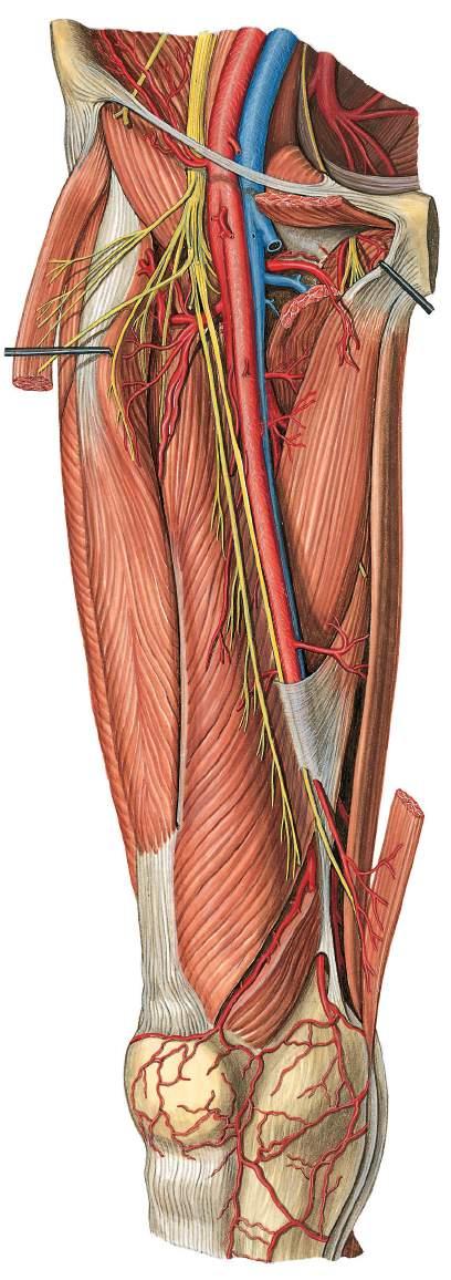 Vasos sanguíneos e nervos da coxa Nervo cutâneo femoral lateral Nervo femoral Nervo obturatório Artéria femoral Músculo pectíneo Músculo ilíaco Ramo acetabular (artéria obturatória) Artéria