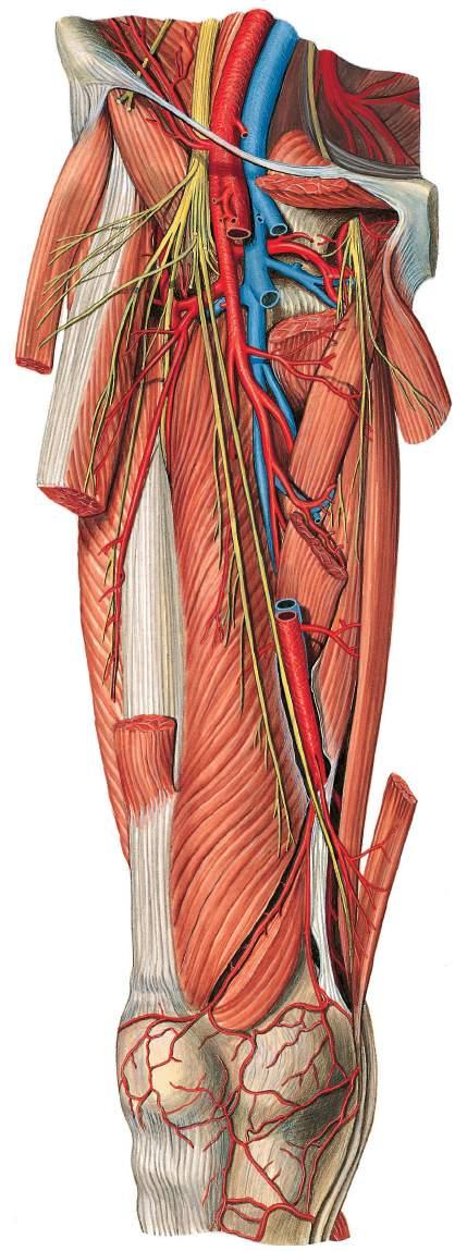 Vasos sanguíneos e nervos da coxa Veia ilíaca externa Artéria ilíaca externa Nervo obturatório Veia safena magna Artéria circunflexa femoral medial Nervo femoral Músculo ilíaco Nervo obturatório