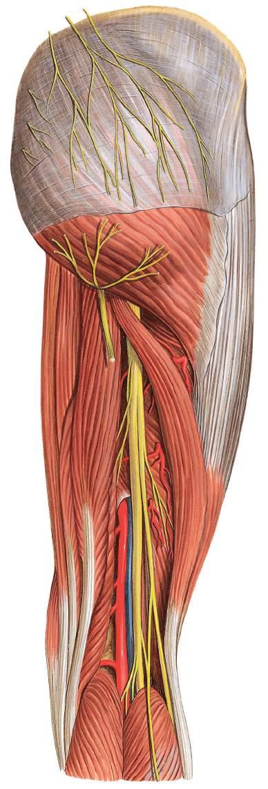 Vasos sanguíneos e nervos da região glútea e da coxa Nervos clúnios superiores (L1-L3) Nervos clúnios médios (S1-S3) Fáscia glútea Músculo glúteo máximo Nervos clúnios inferiores (nervo cutâneo