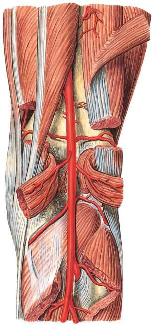 Artérias da fossa poplítea Artéria perfurante Músculo semimembranáceo Músculo semitendíneo Músculo grácil Músculo bíceps femoral Artéria descendente do joelho Fêmur, face poplítea Artéria superior