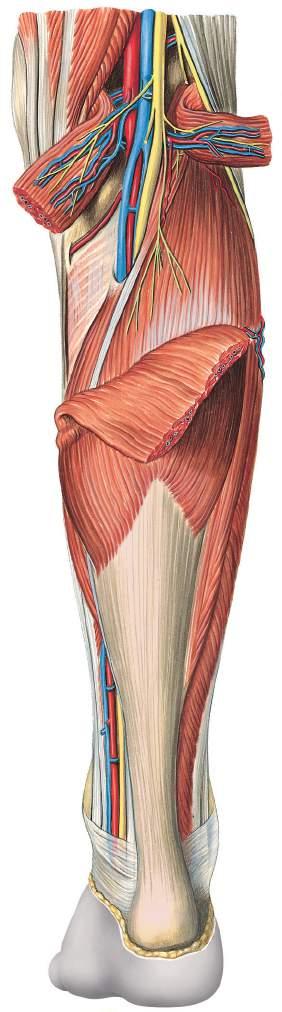 Vasos sanguíneos e nervos da fossa poplítea e da perna Músculo semitendíneo Artéria poplítea Músculo semimembranáceo Artéria sural e veia sural Músculo gastrocnêmio, cabeça medial Músculo bíceps