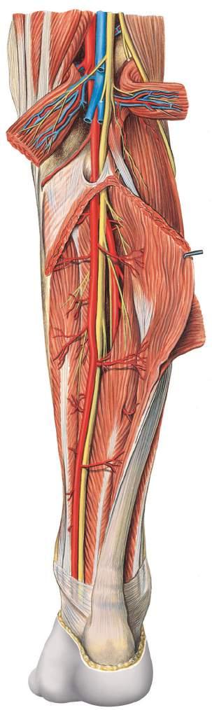 Vasos sanguíneos e nervos da fossa poplítea e da perna Nervo fibular comum Veia poplítea Artéria inferior medial do joelho Músculo sóleo Artéria poplítea Músculo plantar Músculo sóleo Artéria fibular