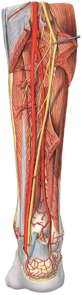Vasos sanguíneos e nervos da perna Artéria poplítea Artéria inferior medial do joelho Músculo plantar Músculo poplíteo Artéria tibial anterior (Tronco tibiofibular) Músculo sóleo Músculo sóleo