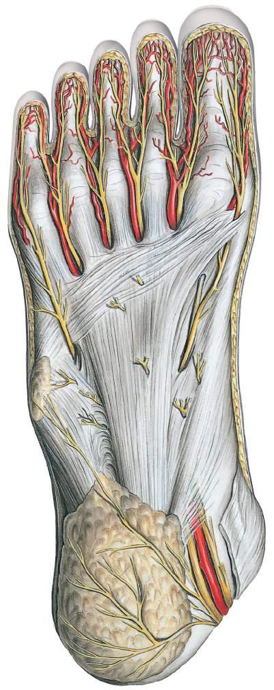 Vasos sanguíneos e nervos da região plantar Artérias digitais plantares próprias Nervos digitais plantares próprios Nervos digitais plantares comuns Artérias metatarsais plantares Nervo plantar