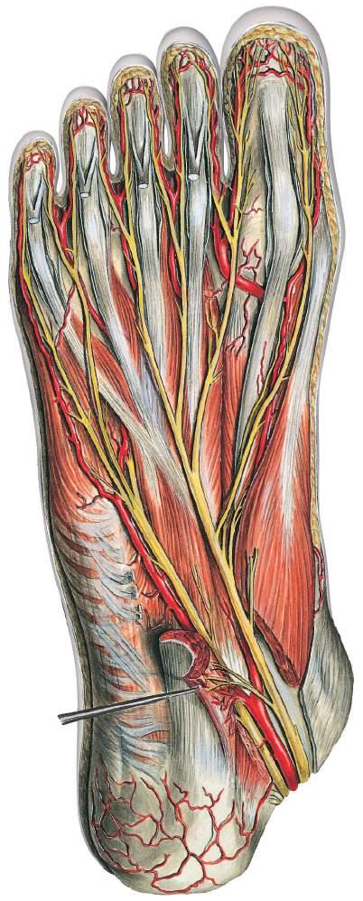 Vasos sanguíneos e nervos da região plantar Músculo flexor curto dos dedos, tendões Artérias digitais plantares próprias Artérias digitais plantares comuns Nervos digitais plantares comuns Músculo