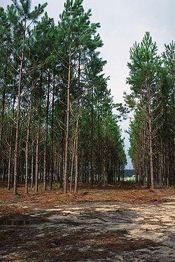 No Brasil as duas predominantes são: Pinus elliottii Araucaria angustifolia O Antes não explorado OSB/Tapume O OSB (da expressão inglesa Oriented Strand