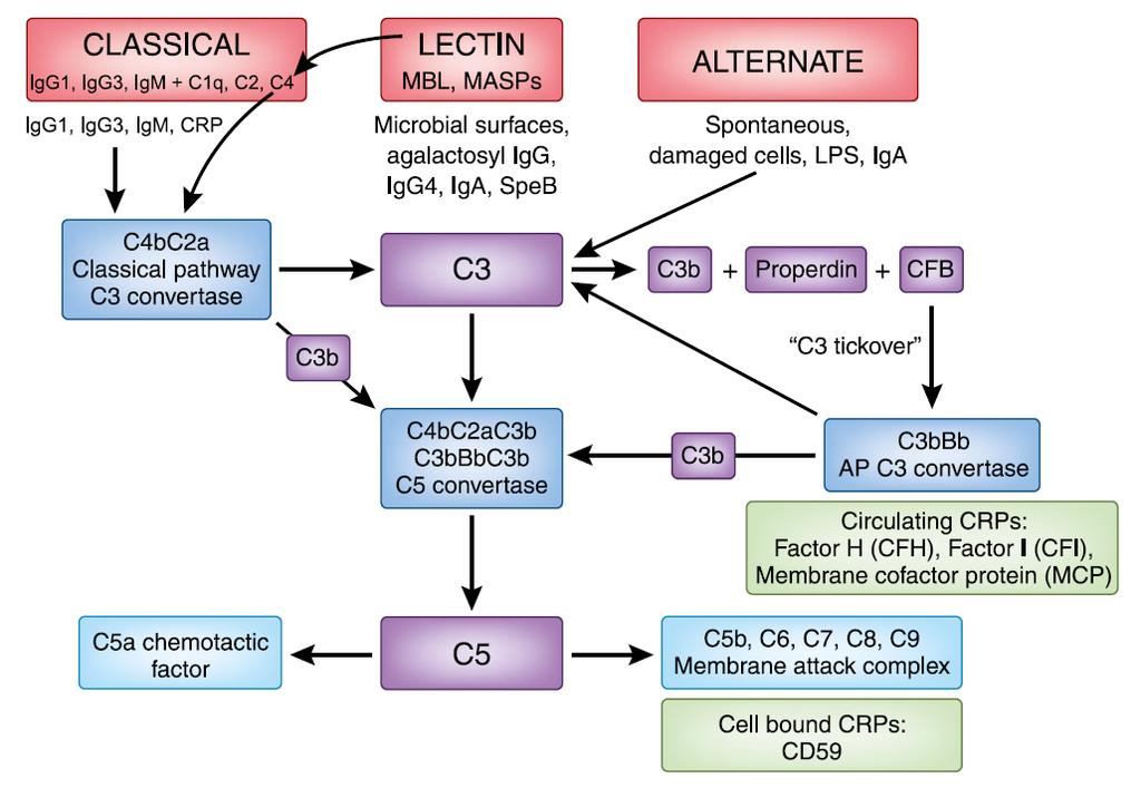 Exotoxinas pirogênicas estreptocócicas B SPE-B C3 > IgG Diminuição C3 sangue mais intenso que