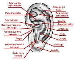 3 como base para este estudo, a experiência capturada nos textos antigos, assentando desta maneira, as bases da Auriculoterapia chinesa atual.