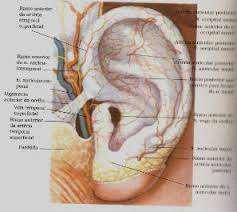5 1.5. Inervação O pavilhão auditivo possui inervação abundante e podemos dividí-los de acordo com sua origem em nervos espinais, cerebrais e simpáticos.