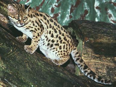 240 Nome Comum: Gato do mato pequeno Reino: Animalia Filo: Chordata Classe: Mammalia Ordem: Carnivora Família: Felidae Gênero: Leopardus Espécie: Leopardus tigrinus (SCHREBER, 1775).