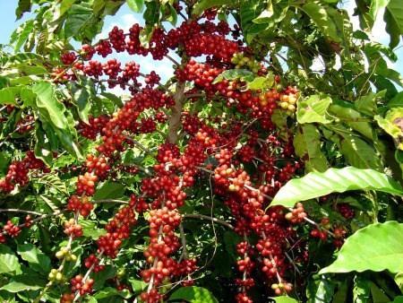 CAFÉ O café é uma planta originária do continente africano, das regiões altas da Etiópia (Cafa e Enária), onde ocorre espontaneamente como planta de sub-bosque.