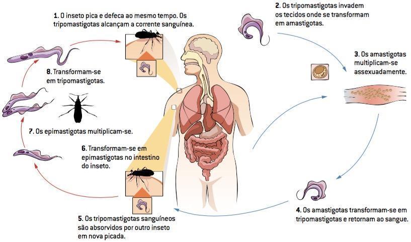 2132 Figura 2: Ciclo de Vida do Trypanosoma cruzi. Fonte: Google imagens, 2018.