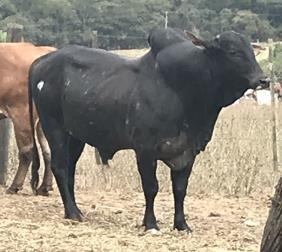 10 Um boi Nelore preto, de três anos e meio, avaliado em