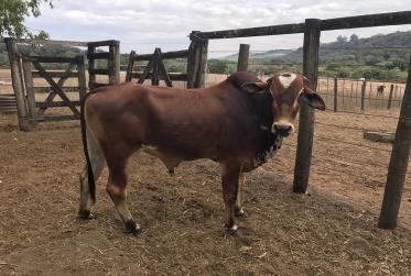 16 Um garrote choqueado Nelore de aproximadamente um ano e