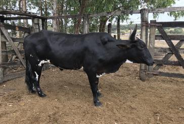 R$ 780,00 17 Um boi preto de 14 arrobas choqueado, de dois